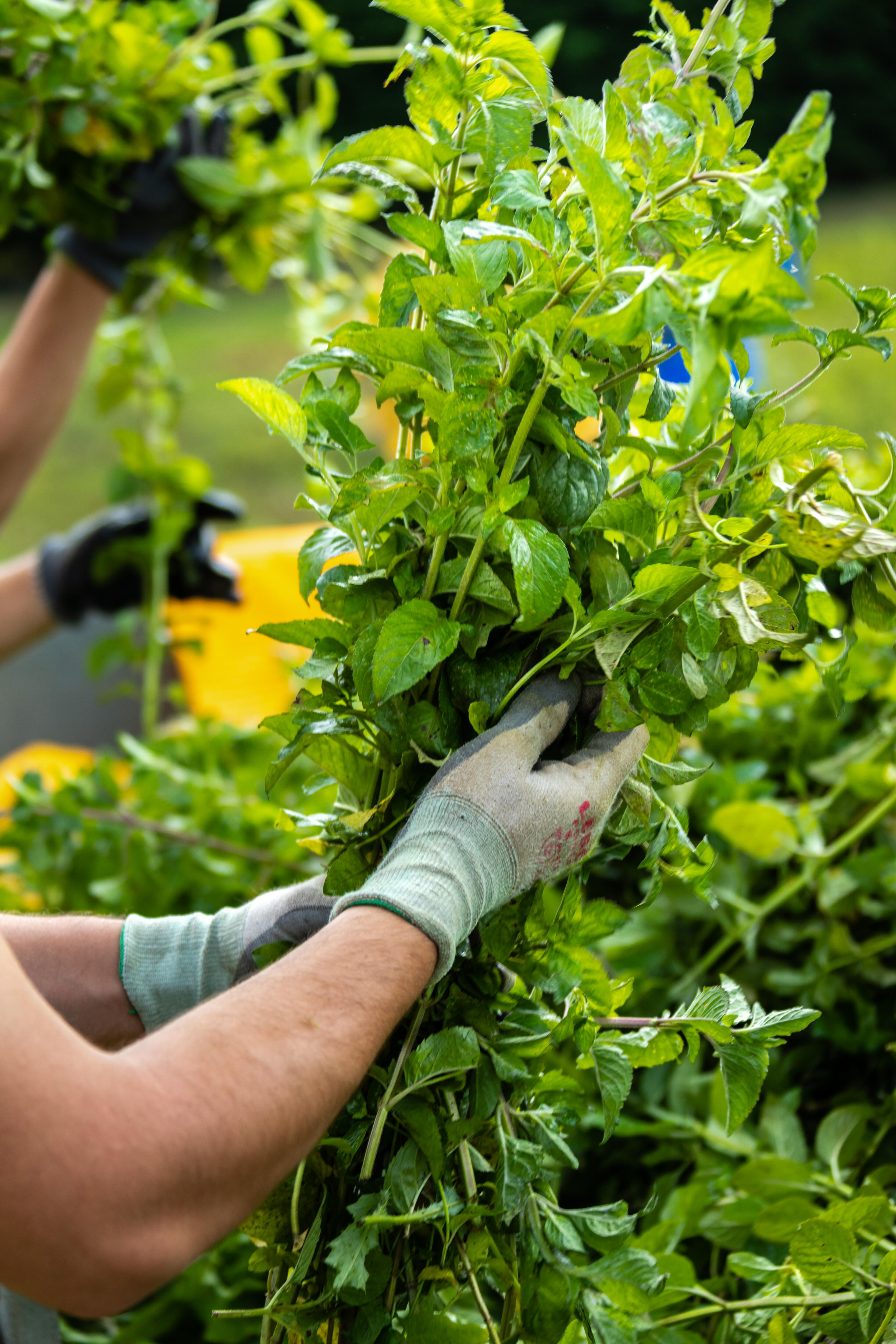 Our water mint is organically grown on our own land in the Tarn. Our skin care products are made in France.